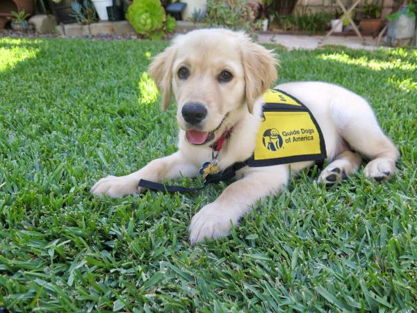 /Images/uploads/International Guiding Eyes Inc/gdapawsitivitycalendar/entries/20068thumb.jpg